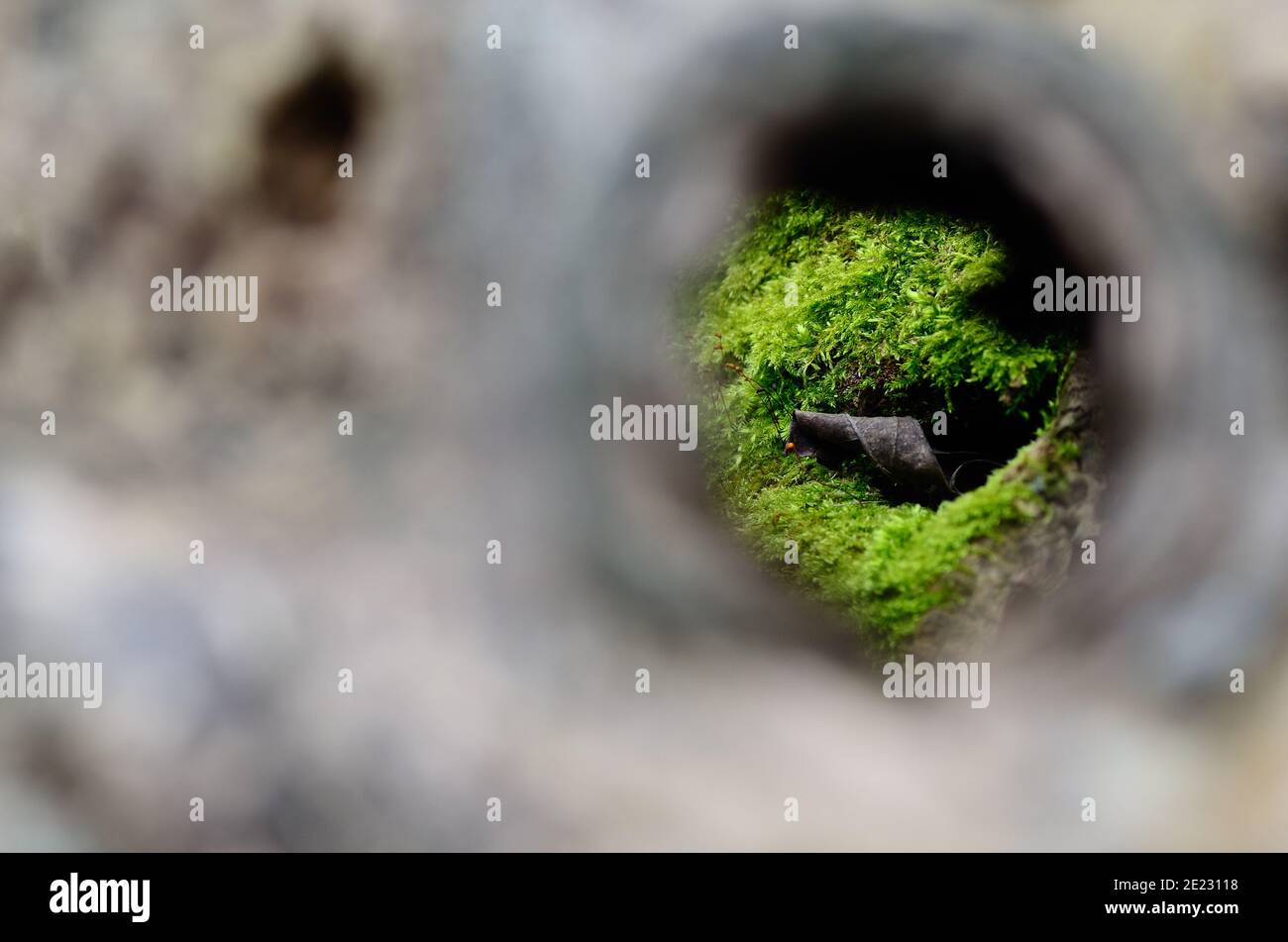 Blick durch ein Loch im Moos im Wald Stockfoto
