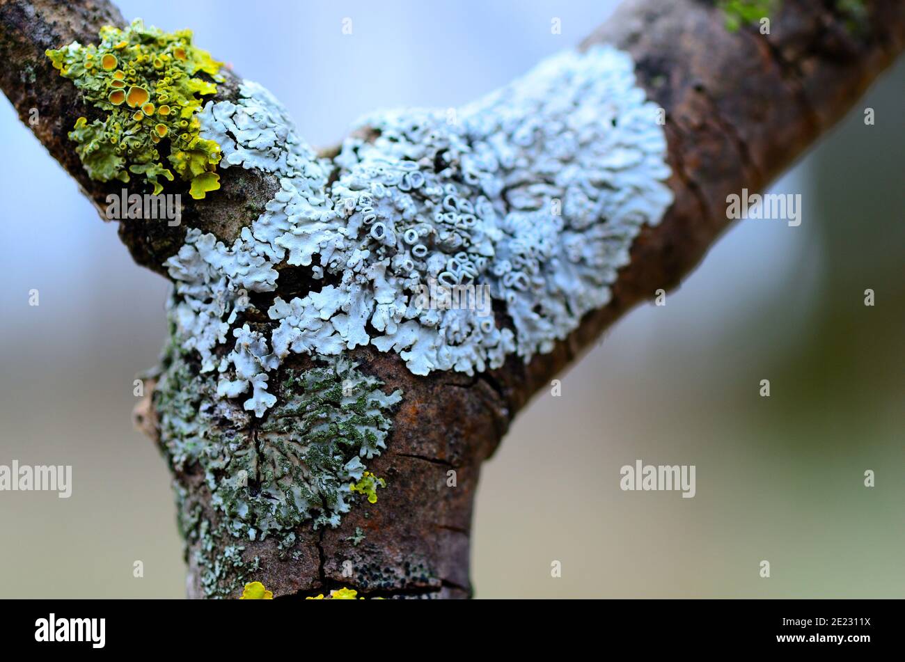 Bunte frische Flechten auf einer Ast-Gabel im Wald Stockfoto