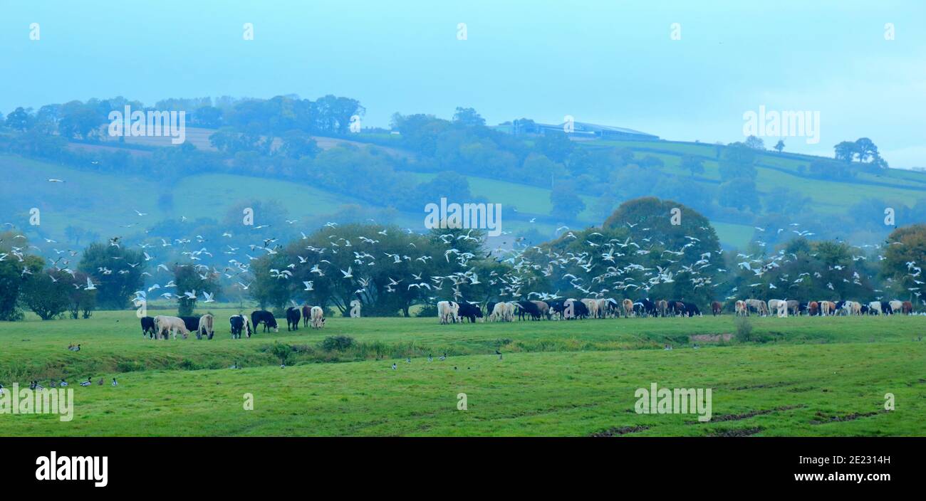 Möwenschar, die über den Kühen auf dem Ackerland in Devon, Großbritannien, fliegen Stockfoto