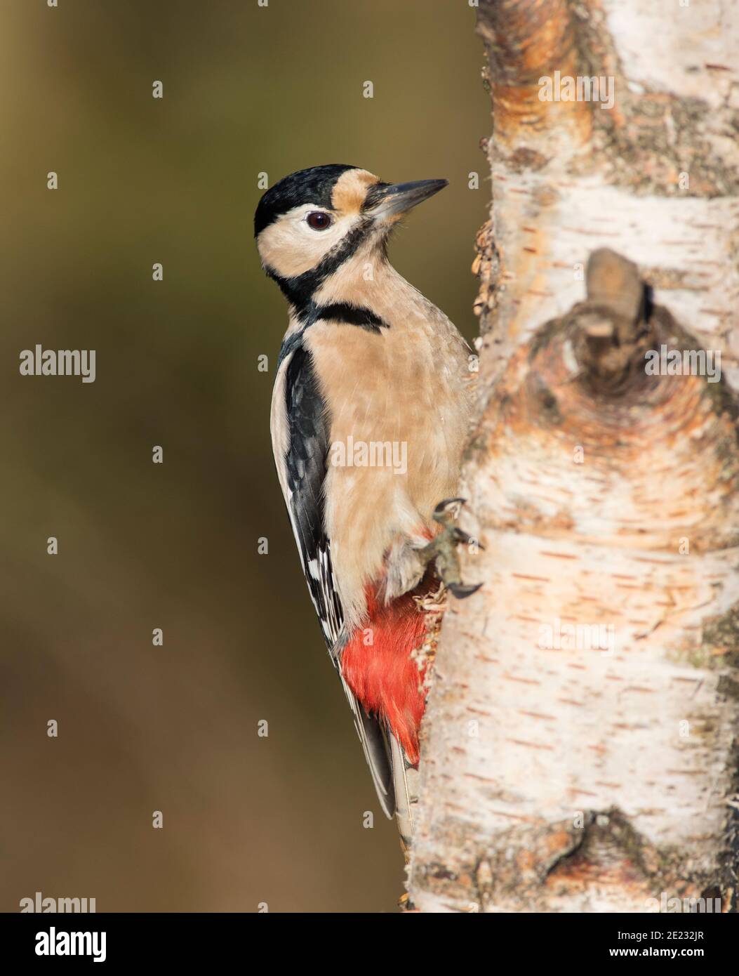 Vogel Auf Birkenzweig Stockfotos und -bilder Kaufen - Alamy