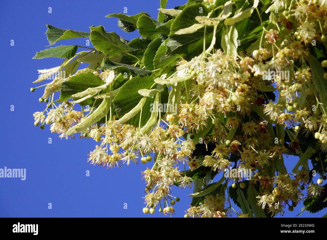 Lindenblüte auf Zweig Tilia cordata blühen Stockfoto