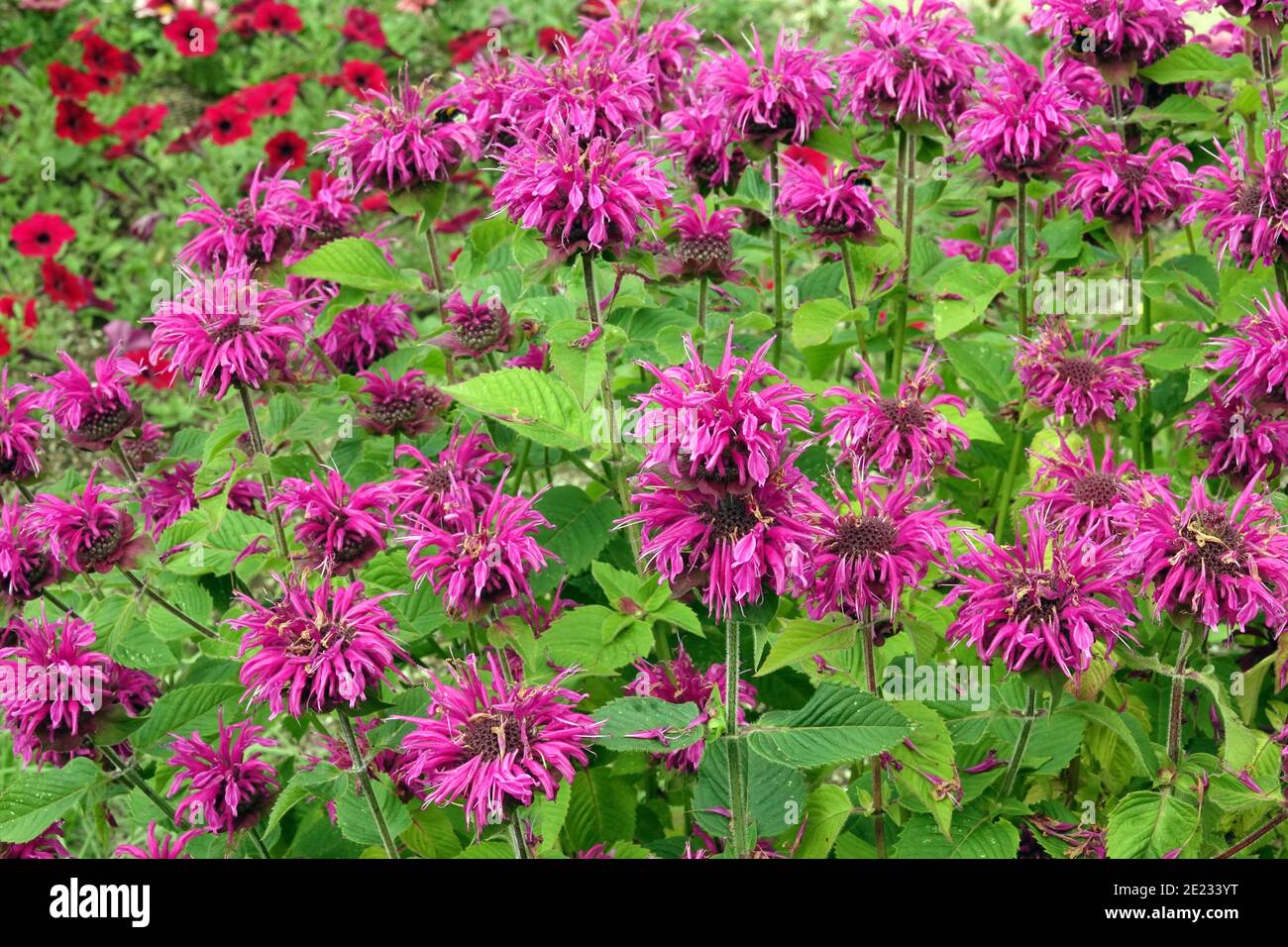 Monarda didyma Bienenfreie Bergamotte Blüte Schönheit Juni Blumen Stockfoto