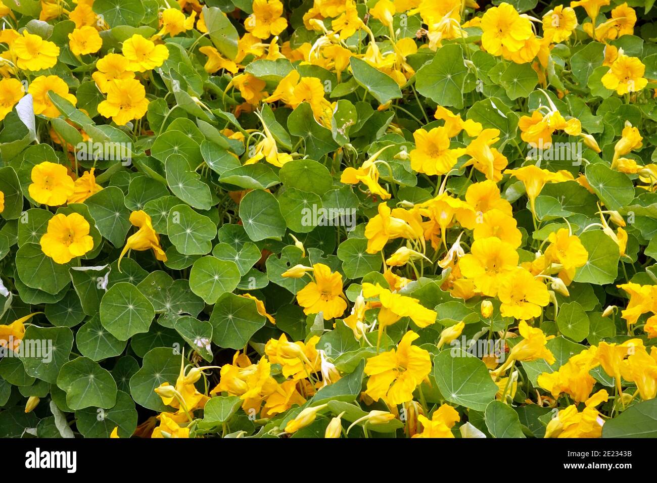 Zwerg Nasturtium Tropaeolum minus Spitze Top Gold Garden Herbst wächst Im Gemüsegarten essbare Blumen und Blätter Stockfoto