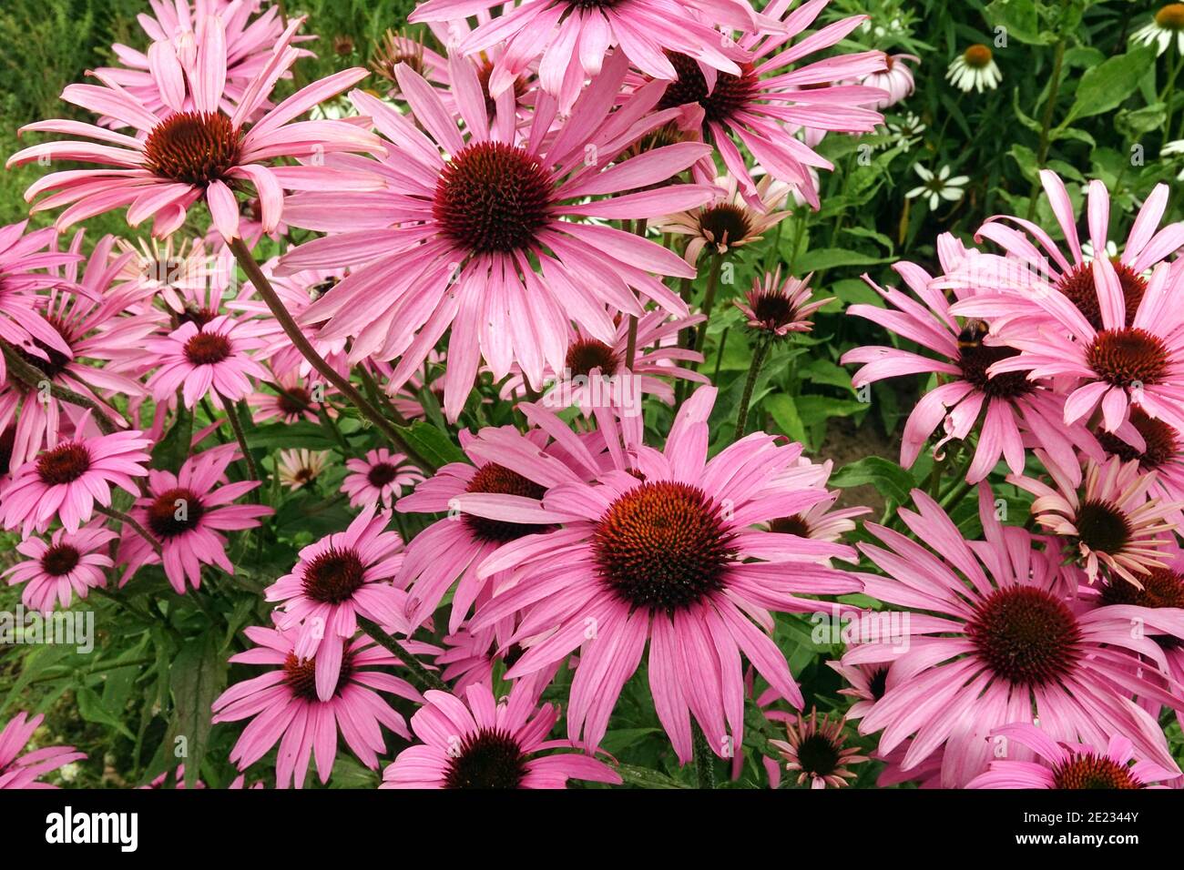 Echinacea Coneflower „Baby Swan Pink“ Schönheitsblumen in einem Garten mit krautigem Border Coneflower Garden Stockfoto