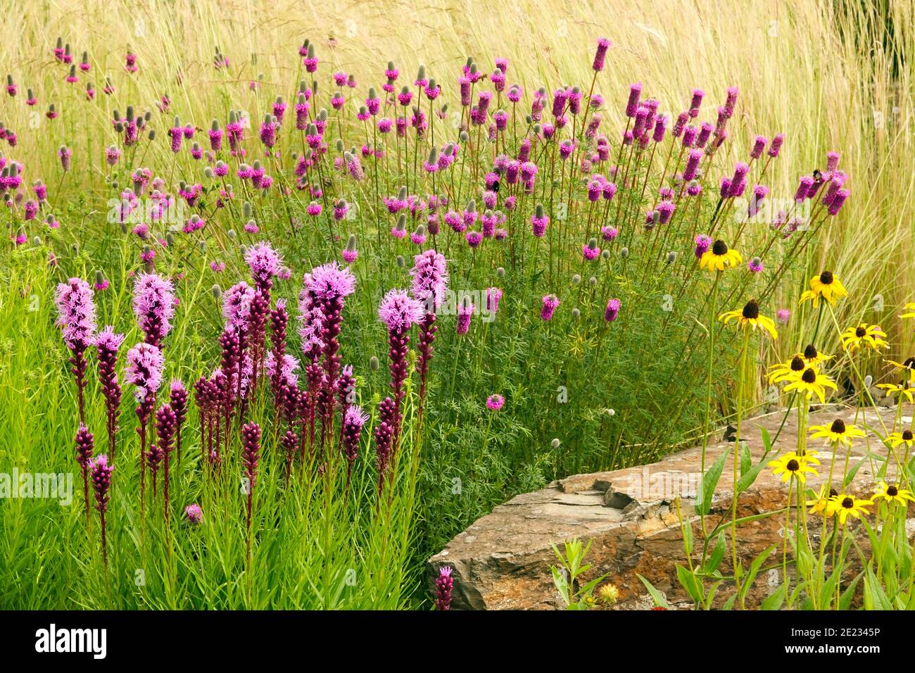 Mehrjährige Wiese krautige Pflanzen Liatris Dalea Stipa anbauender naturalistischer Garten Prärie Stil Nordamerika indigene Blumen mexikanisches Federgras Stockfoto