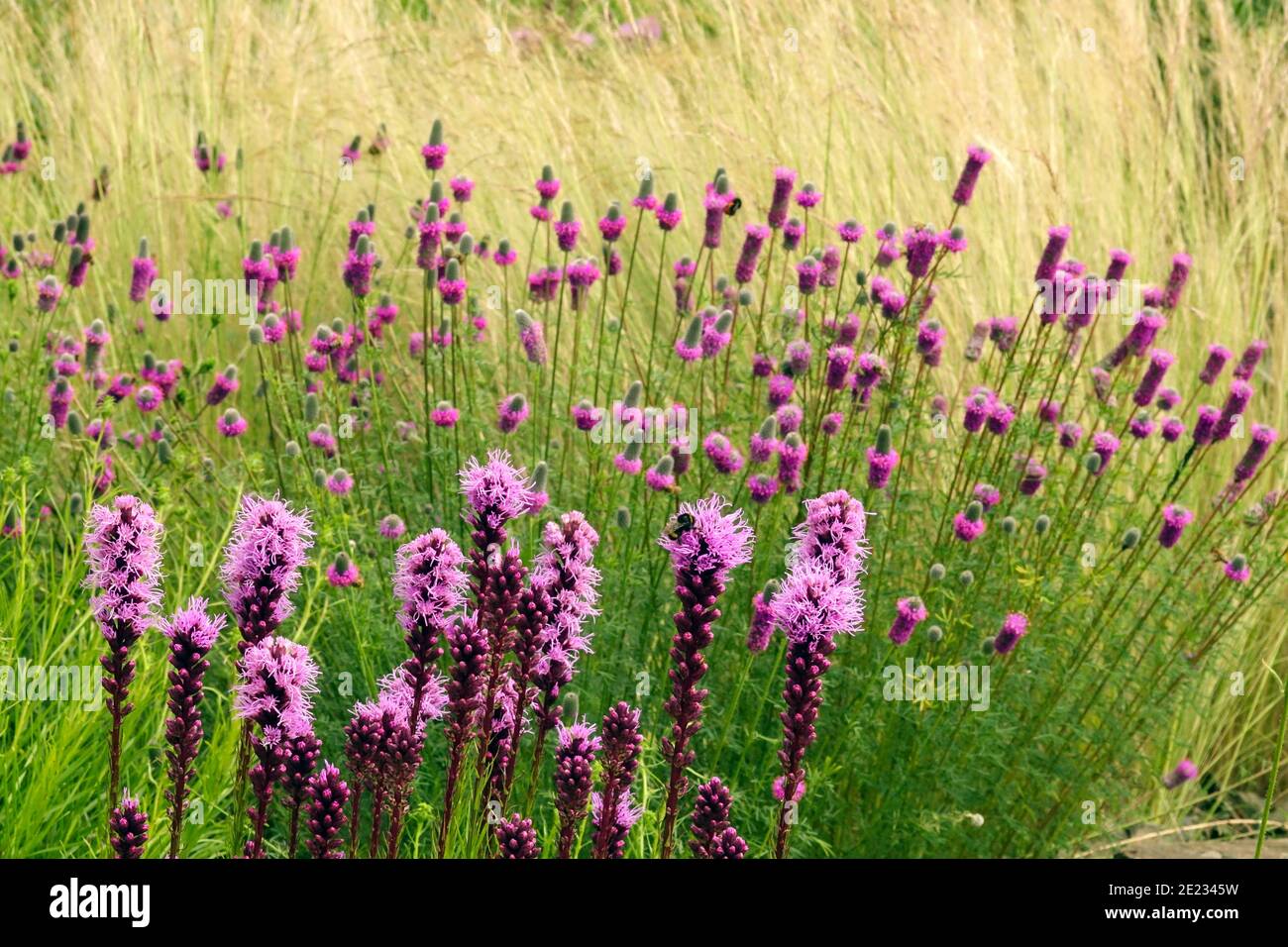 Lila Blumen Liatris blüht im Frühsommer Gartenwiese Prairie Landschaft Gräser Kräuterpflanzen Dalea purpurea Stipa tenuissima blühend Stockfoto