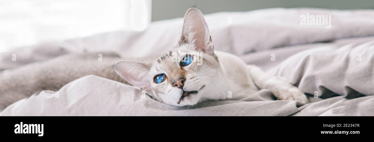 Schöne blauäugige orientalische Katze liegt auf dem Bett zu Hause liegend und wegschaut. Flauschige behaarte Haustier mit blauen Augen zu Hause entspannen. Bezaubernder Pelz Stockfoto
