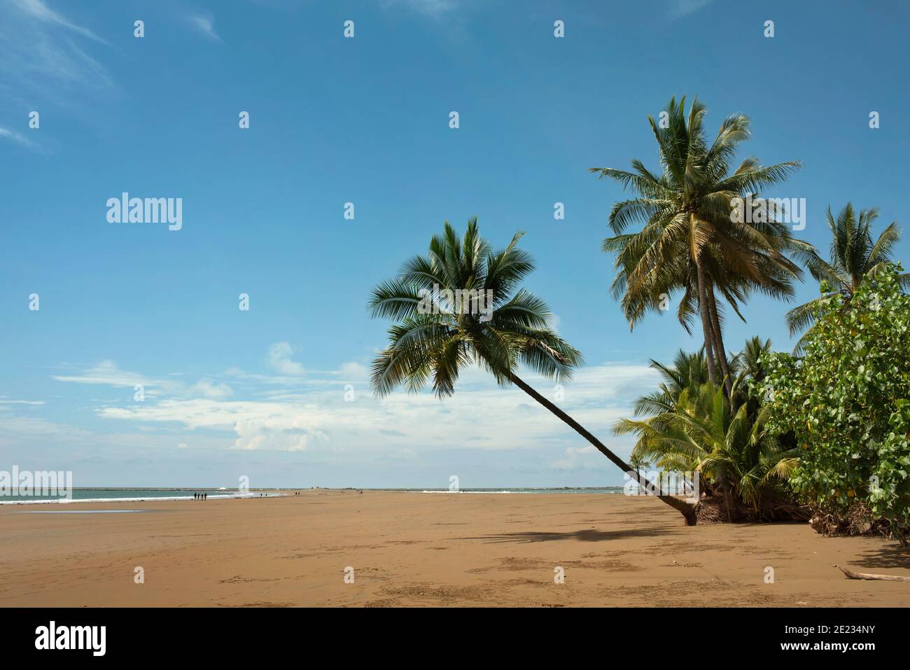 Marino Ballena National Park, Uvita, Costa Rica, Nov 2018 Stockfoto