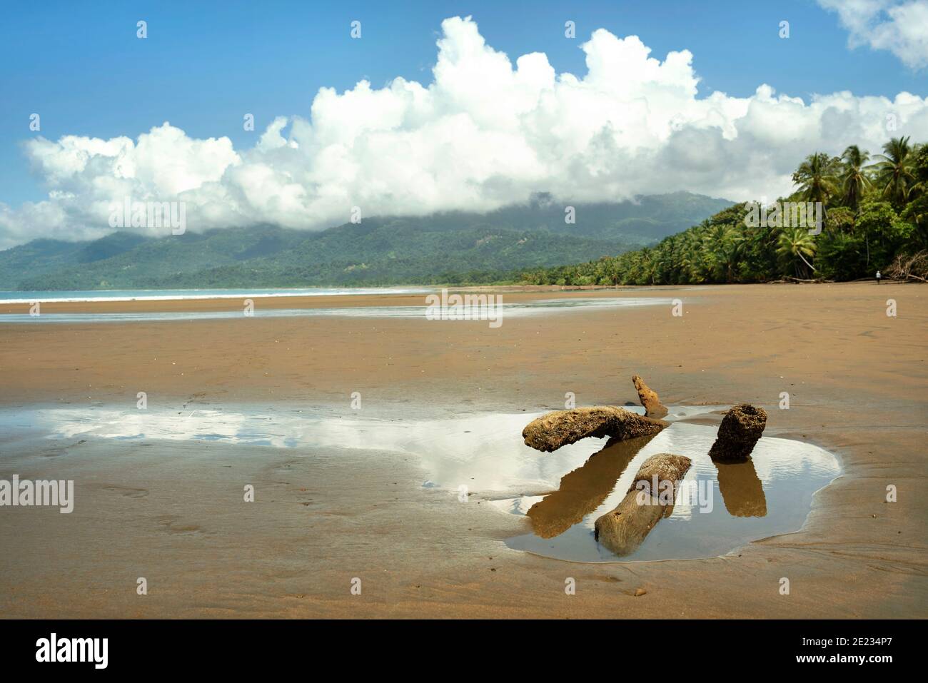 Treibholz im Gezeitenwasser treiben. Malerische Küstenlandschaft bei Ebbe im Marino Ballena Nationalpark, Uvita, Costa Rica, Nov 2018 Stockfoto