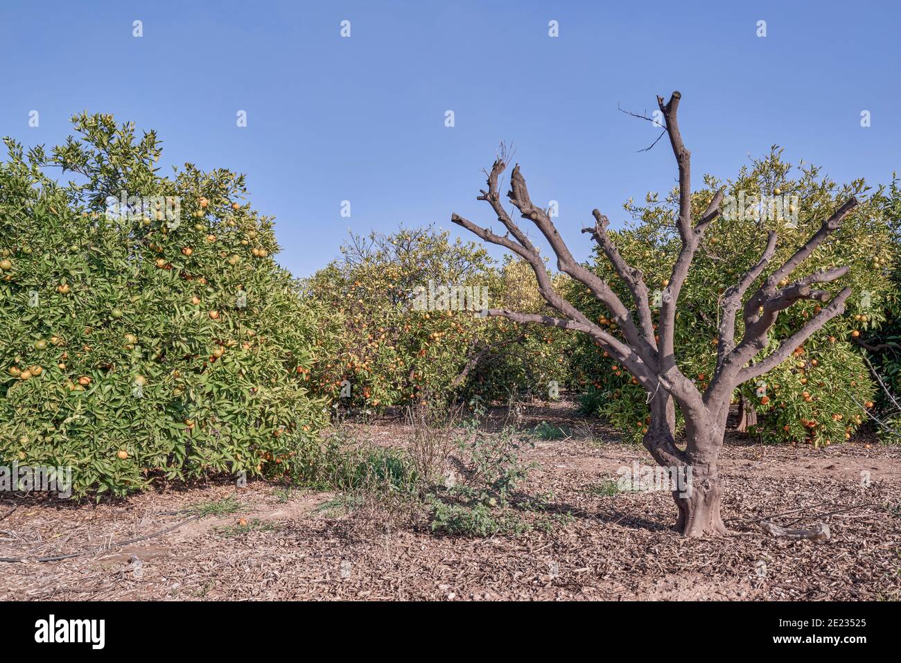 Plantage von Clementinen Obstbäumen und einem trockenen Baum in der Stadt Almazora, Castellon, Spanien, Europa Stockfoto