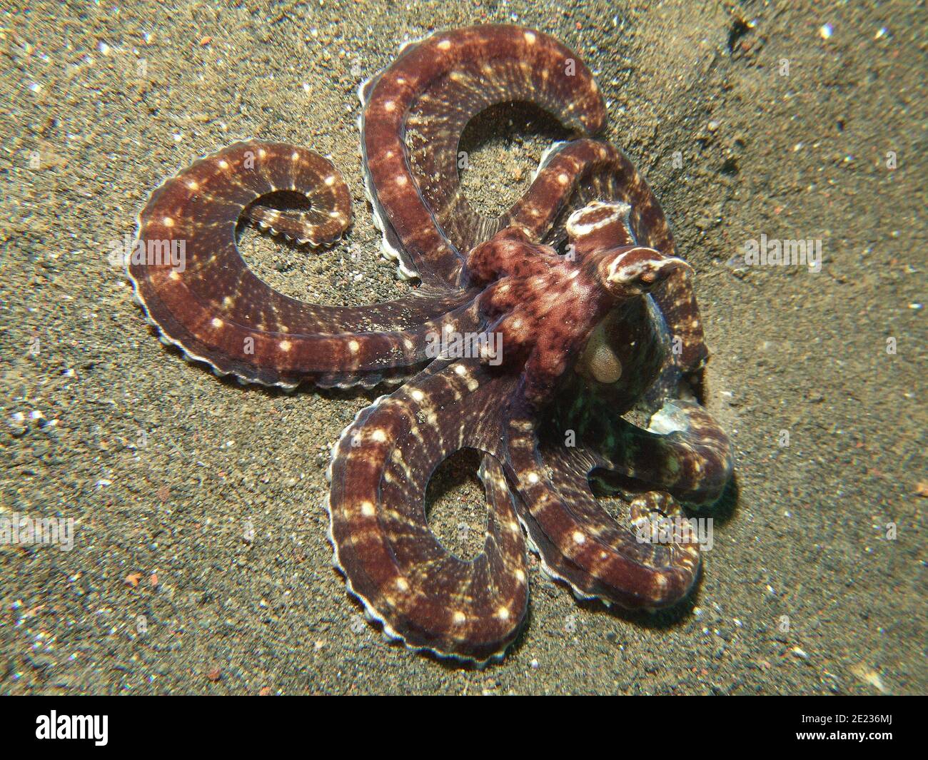 Mimic Octopus Stockfoto