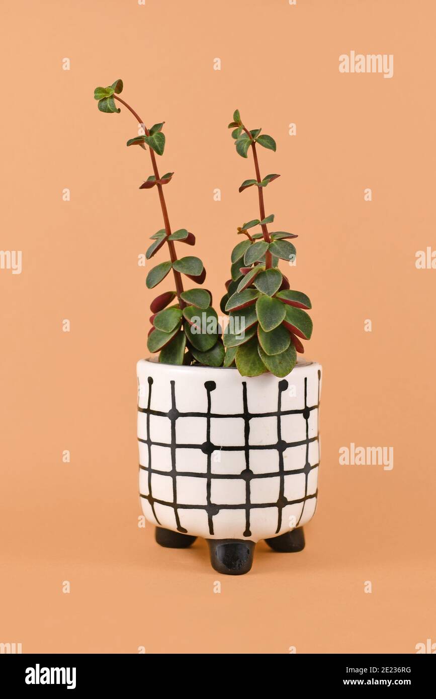 Peperomia verticillata Red Log' Zimmerpflanze, die Anzeichen einer  tiolation mit zeigt Lange Stiele mit kleinen Blttern wegen nicht gengend  Licht In Blumentopf auf Stockfotografie - Alamy