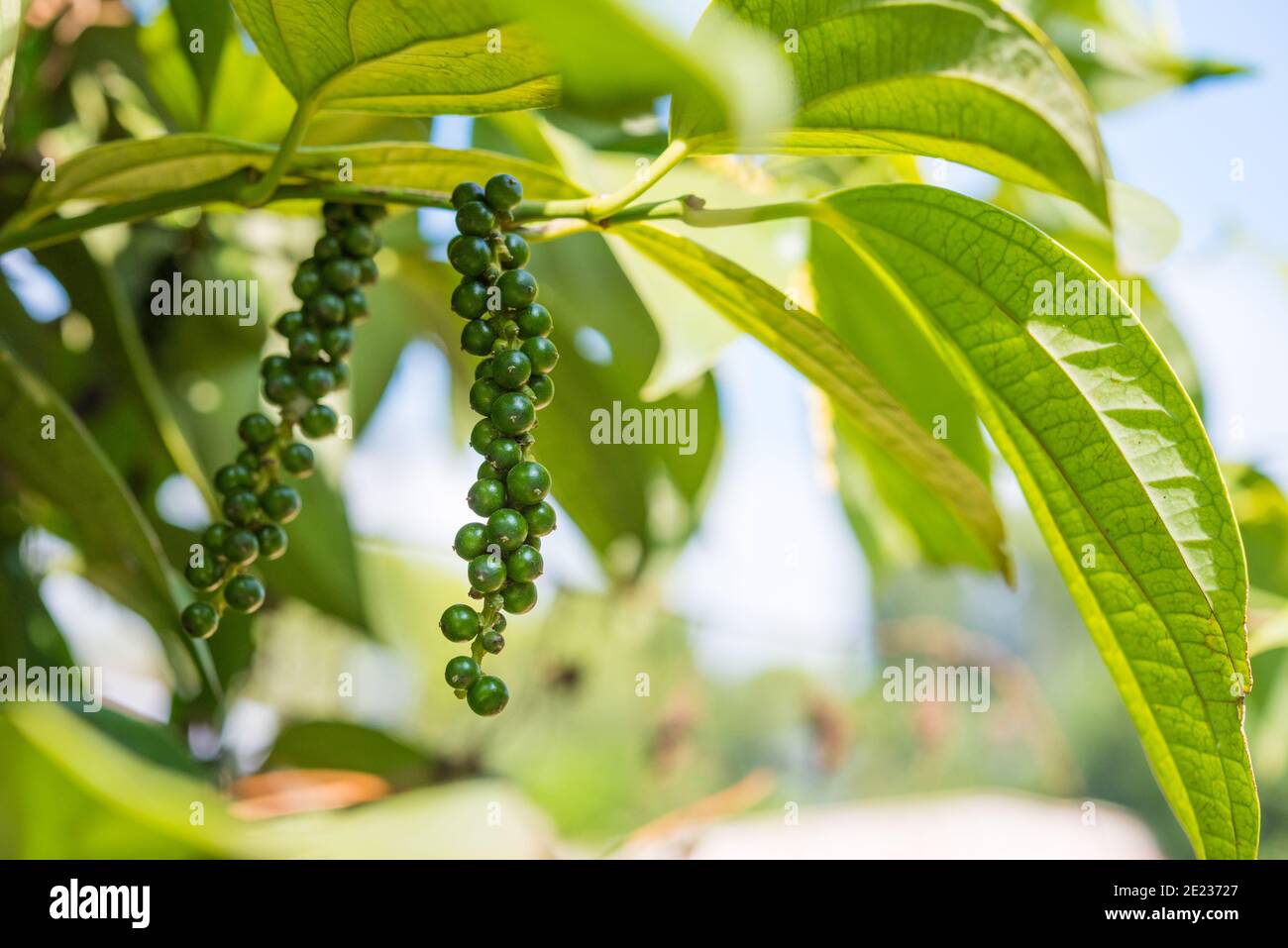 Schwarzer Pfeffer im Garten: Der Zweig der Pflanze mit grünen Beeren und Blättern - Kumily, Kerala, Indien. Stockfoto