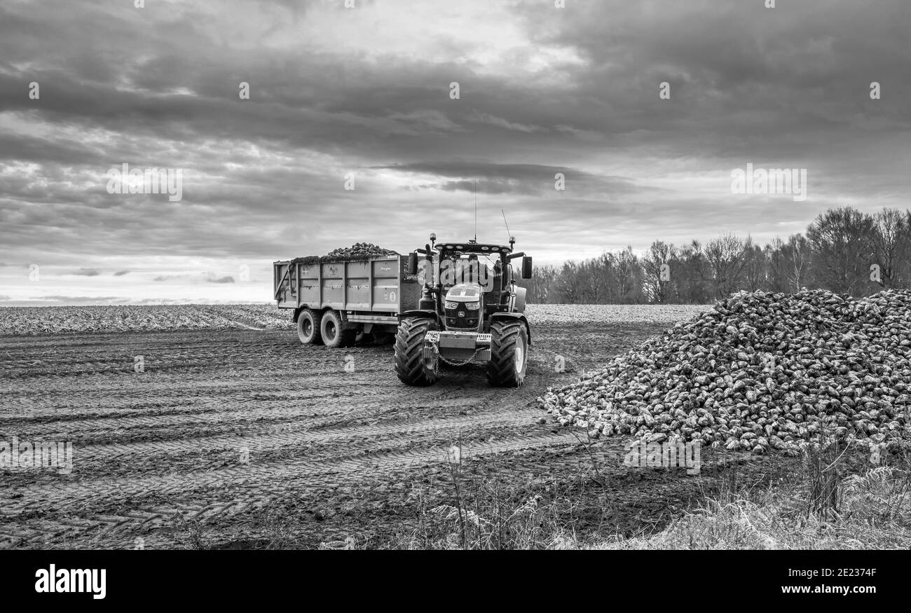 Traktor mit einem großen Anhänger entladen frisch geernteten Zuckerrüben. Stockfoto