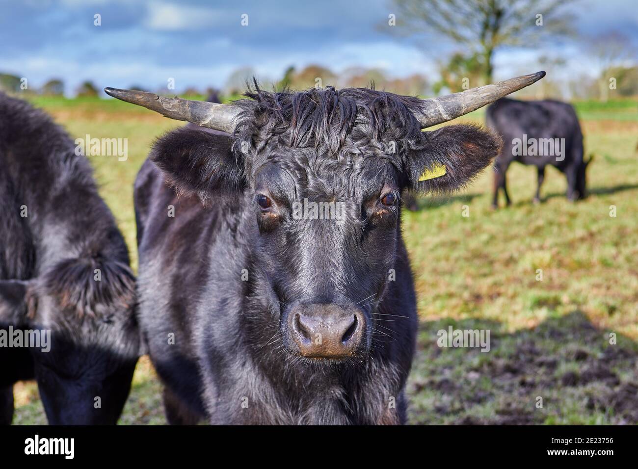 Bild eines schwarzen Jersey Bull, der auf einem Feld steht. Jersey, Kanalinseln Stockfoto