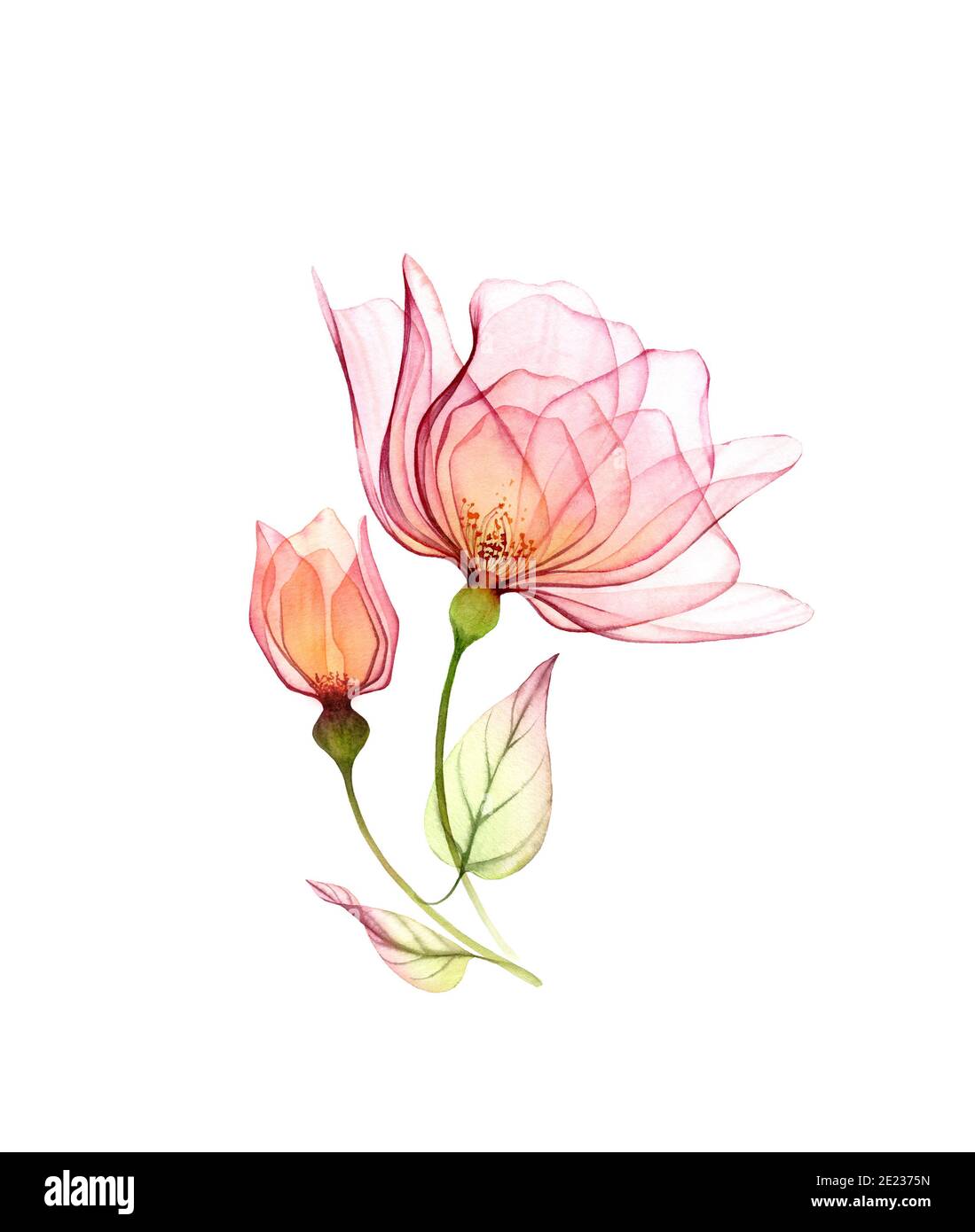 Aquarell Rosenstrauß. Zwei rosa Blüten mit grünen Blättern isoliert auf weiß. Handbemaltes Kunstwerk mit detaillierten Blütenblättern. Botanische Abbildung für Stockfoto