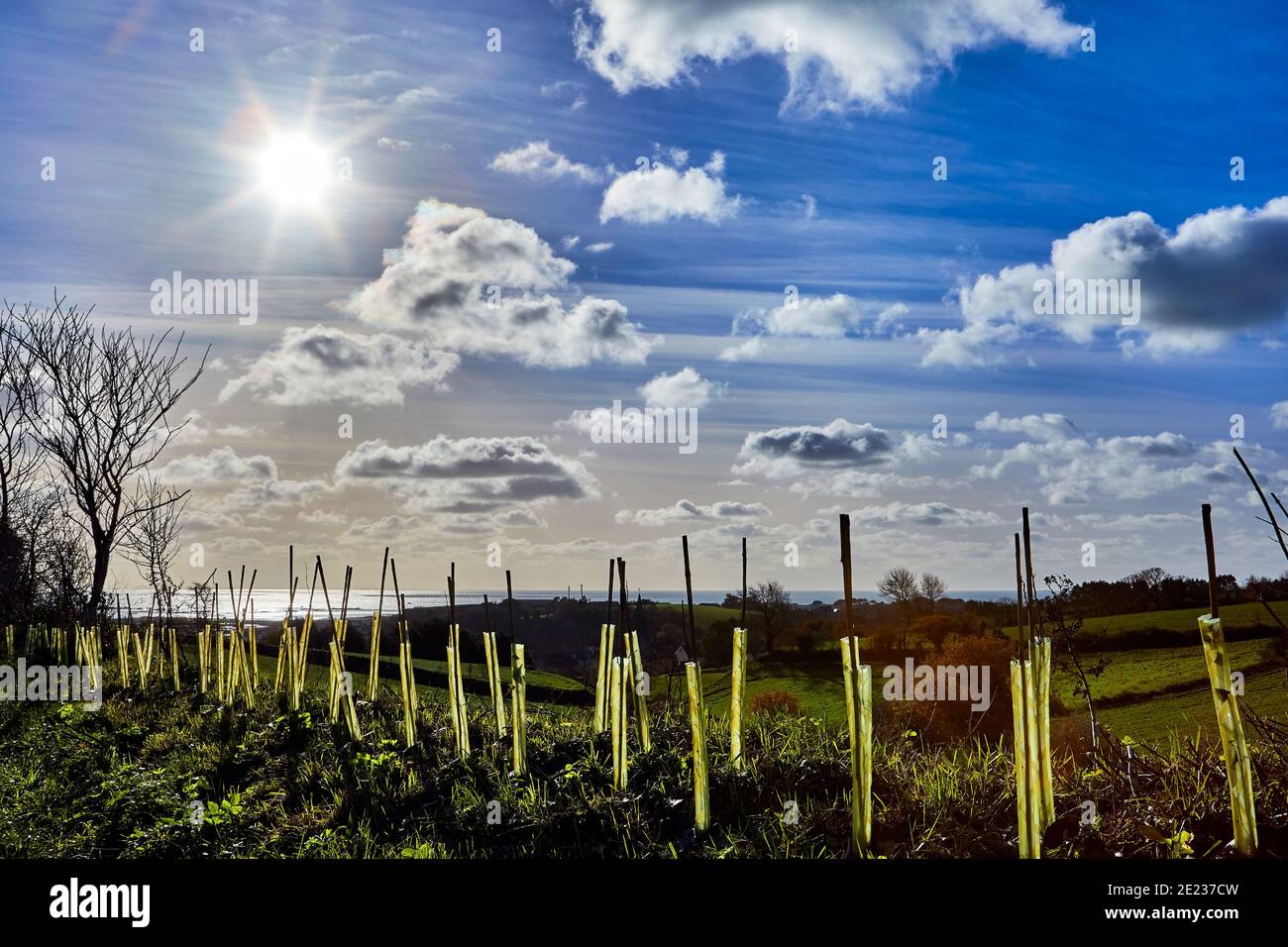 Bild von Heckenbäckchen im Sonnenschein. Stockfoto