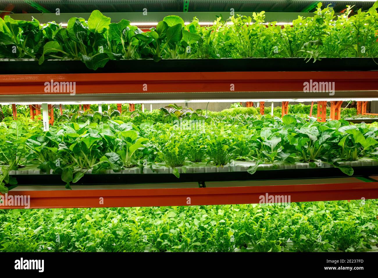 Viele Reihen von grünen Setzlingen verschiedener Arten von Kohl Wächst auf Regalen in großen modernen vertikalen Bauernhof oder Gewächshaus Stockfoto