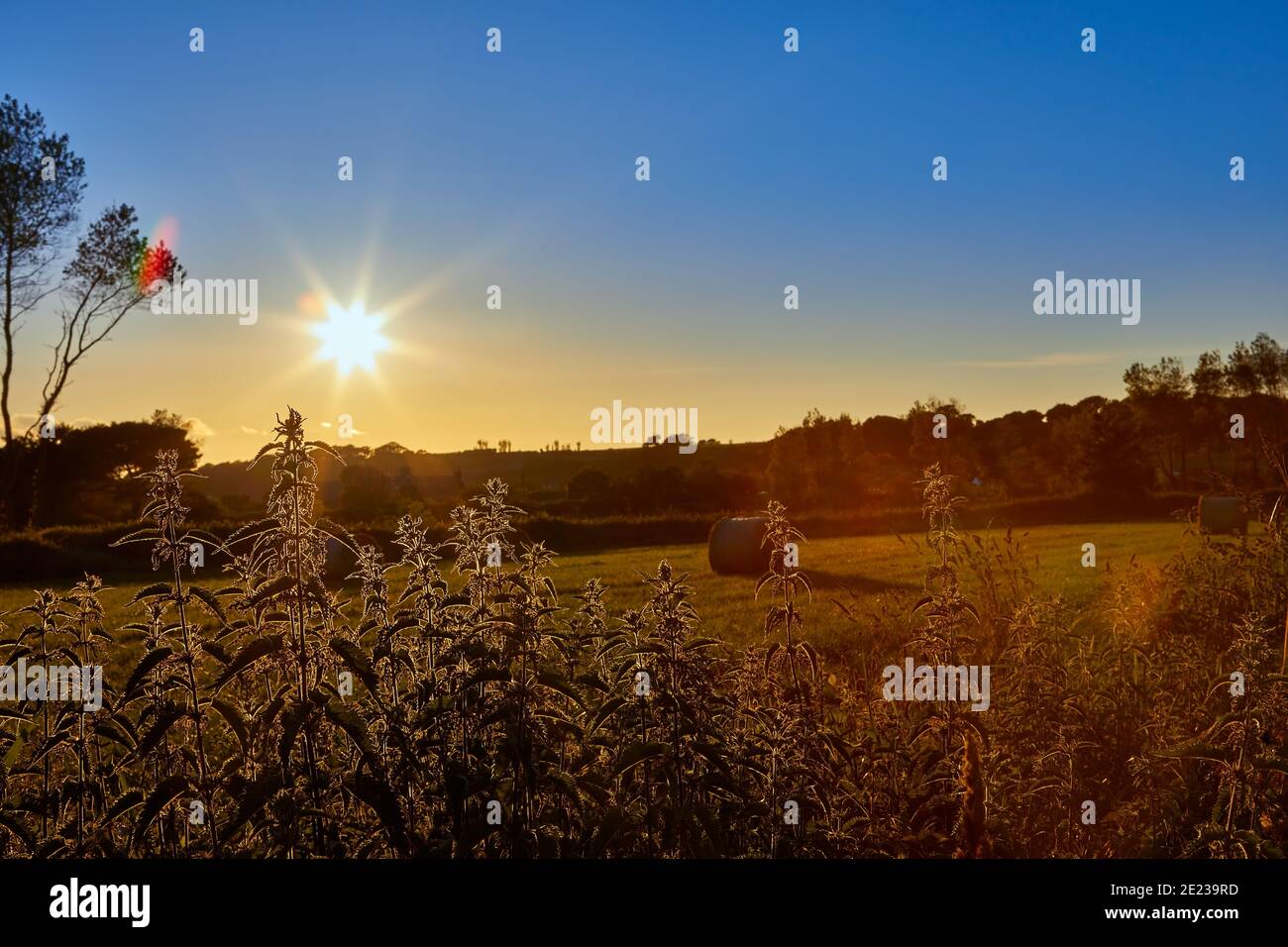 Bild von Brennnesseln silhouetted in den Abend Einstellung Sonnenschein mit Rollen von Heu und klaren Himmel. Jersey CI Stockfoto