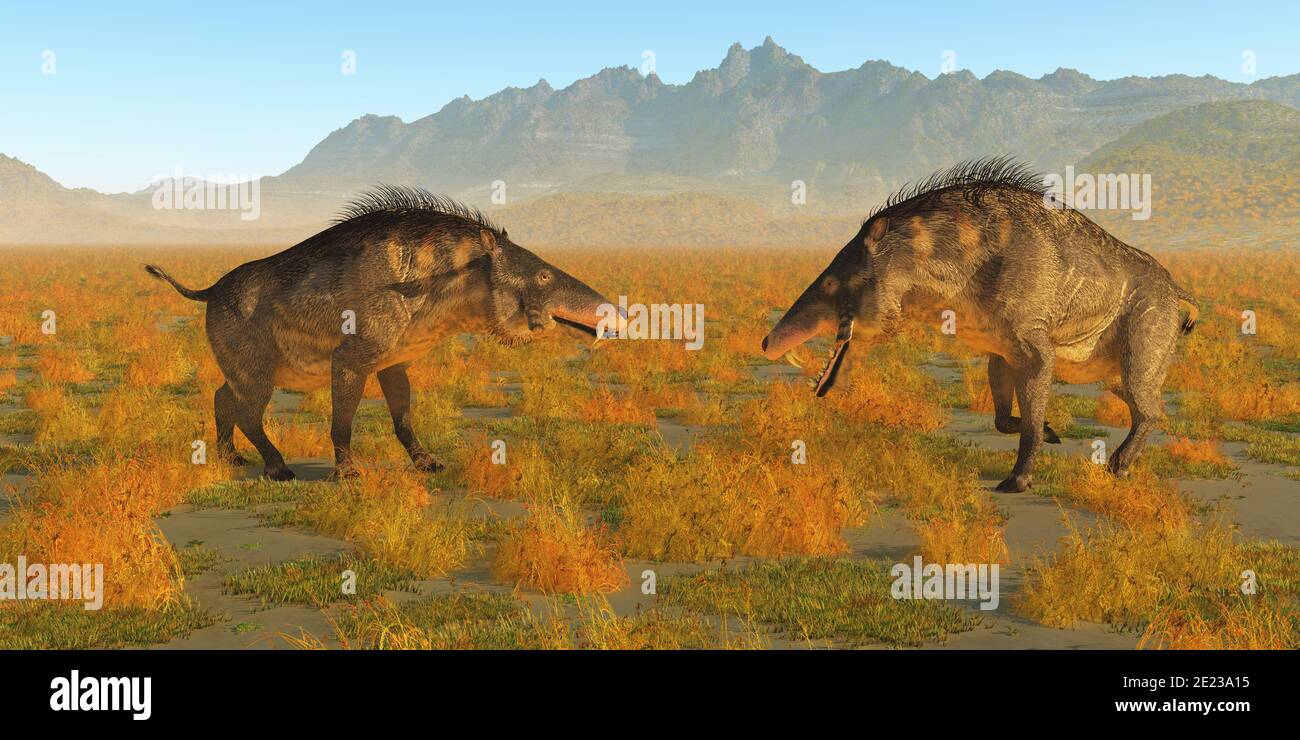 Zwei allesfressende Entelodon-Schweine begegnen sich in einem territorialen Kampf während der prähistorischen Eozän-Zeit Europas. Stockfoto
