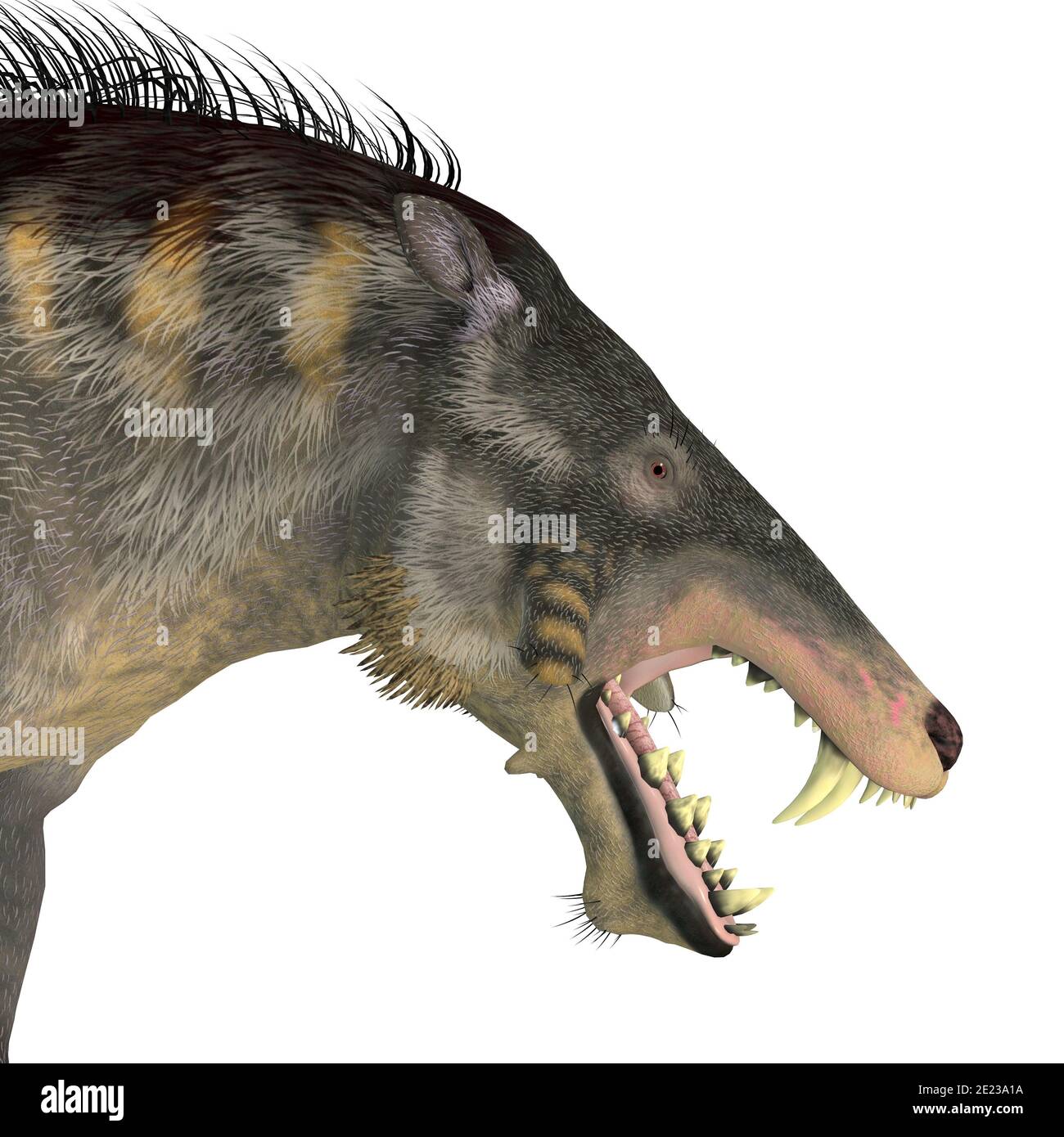 Entelodont war ein allesfressendes Schwein, das während der Eozän- und Oligozän-Zeiten Europas, Eurasiens und Asiens lebte. Stockfoto