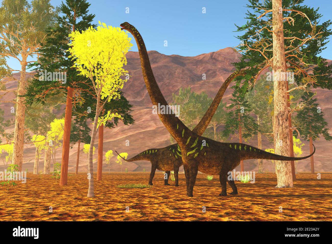 Mamenchisaurus youngi sauropod Dinosaurier knabbern auf Bäumen während der Jurassic Periode von China. Stockfoto