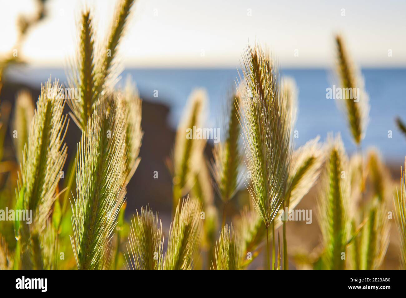 Bild von Grassamen Köpfe mit hinterleuchteten Sonnenschein mit aus Fokus Meer. Geringe Schärfentiefe, selektiver Fokus Stockfoto