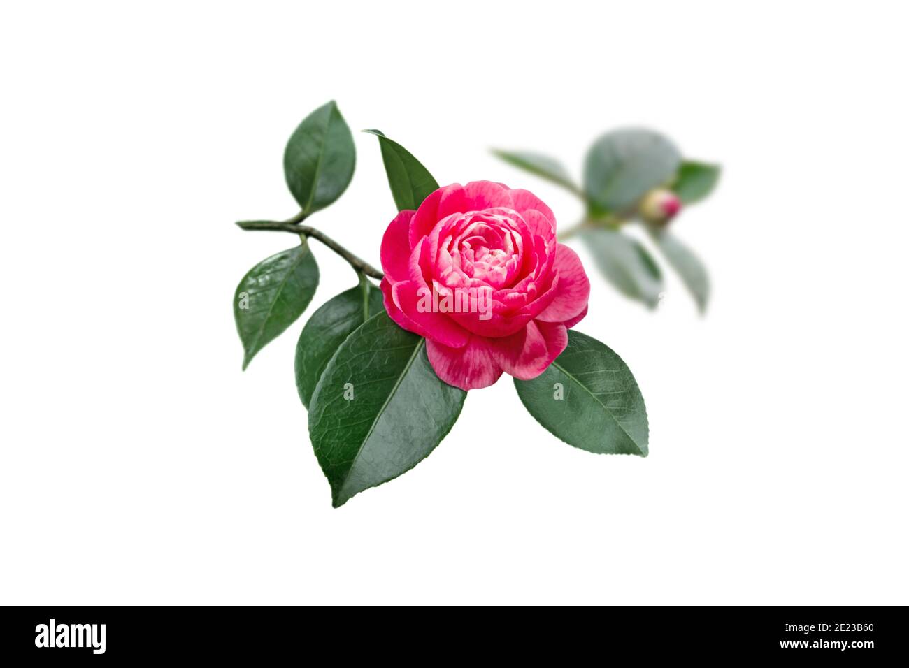 Helles bicolor rosa mit weißen Streifen Kamelie japanische Rose Form Blume und Blätter isoliert auf weiß. Stockfoto
