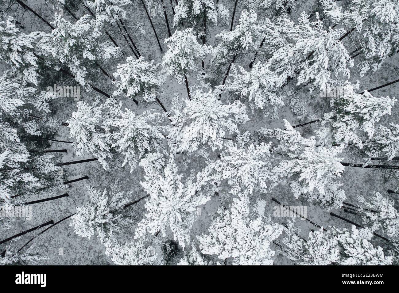 Luftaufnahme der schönen schneebedeckten Bäume in einem Wald Stockfoto