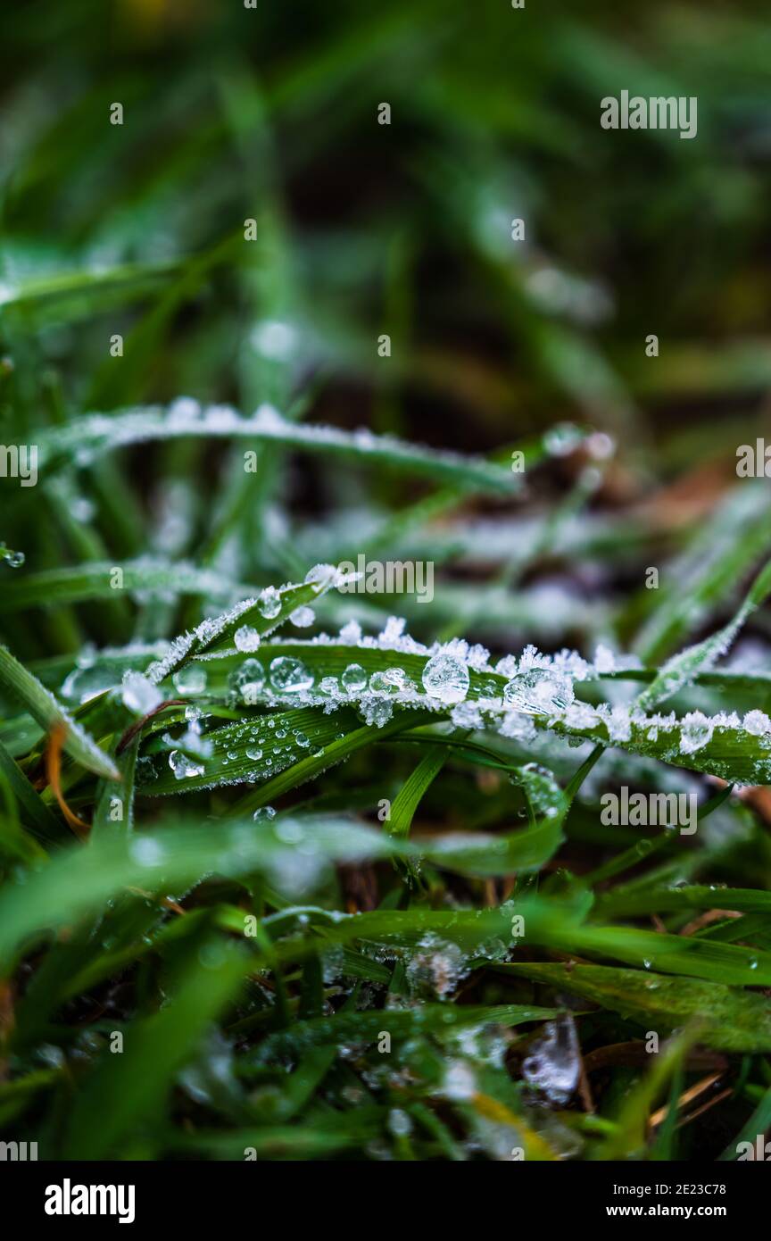 Nahaufnahme des grünen, frischen Grases, das in kristallklarem Wasser bedeckt ist Morgendlicher Frost Stockfoto