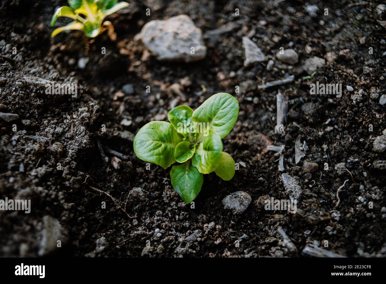 Bio-Babysalat wächst auf einem Feld Stockfoto