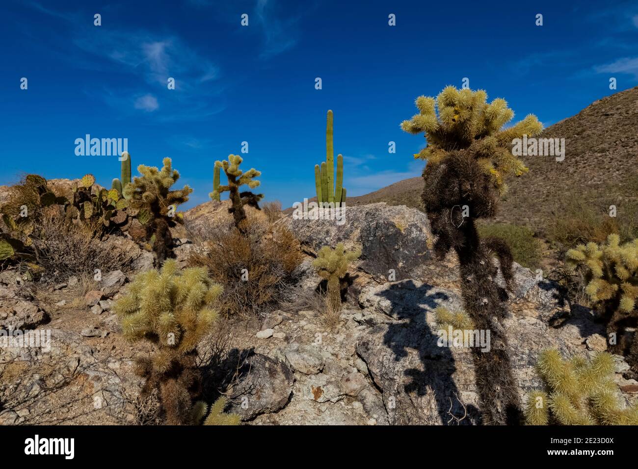 Teddybär Cholla bei Javalina Rocks im Rincon Mountain District des Saguaro National Park, Arizona, USA Stockfoto