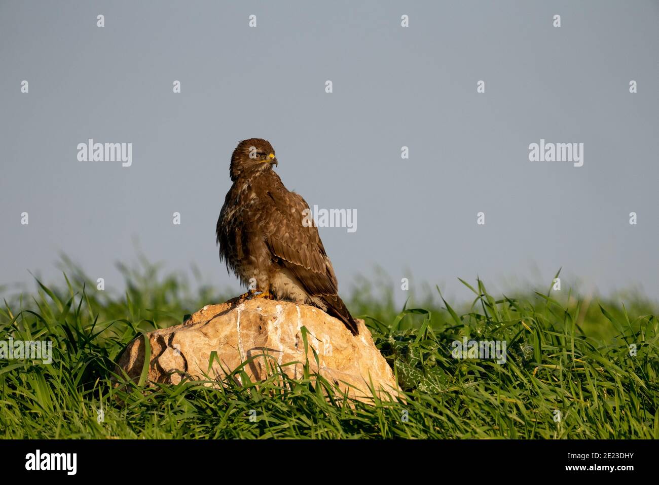 Mäusebussard (Buteo buteo) Stockfoto