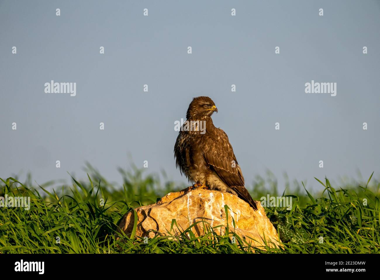 Mäusebussard (Buteo buteo) Stockfoto