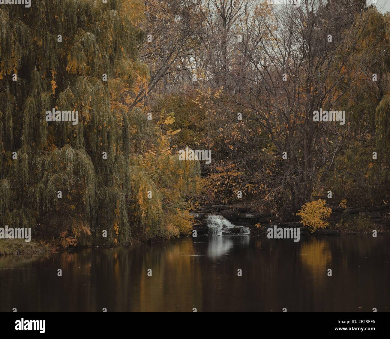 Selektiver Fokus Nahaufnahme des Baches und der verfärbten Pflanze Blätter während der Herbstsaison Stockfoto