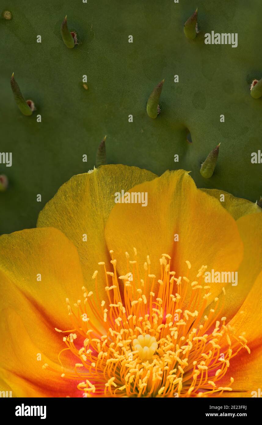 Michigan Prickly-Pear Cactus Stockfoto