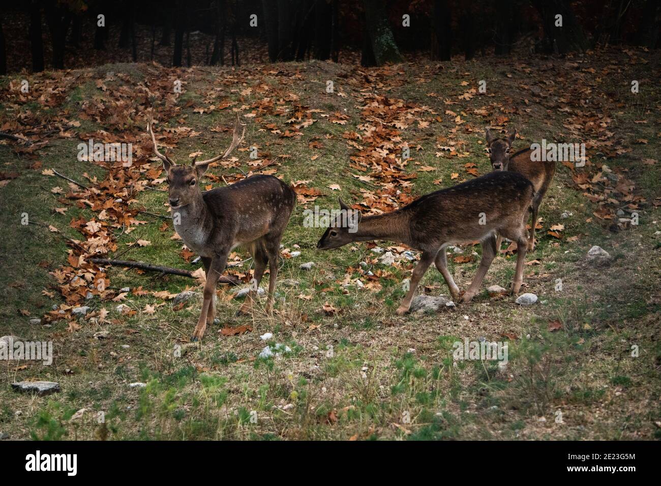 Schöne Aufnahme von Hirschbaby mit Geweih im Wald Während der Herbstfärbung Stockfoto