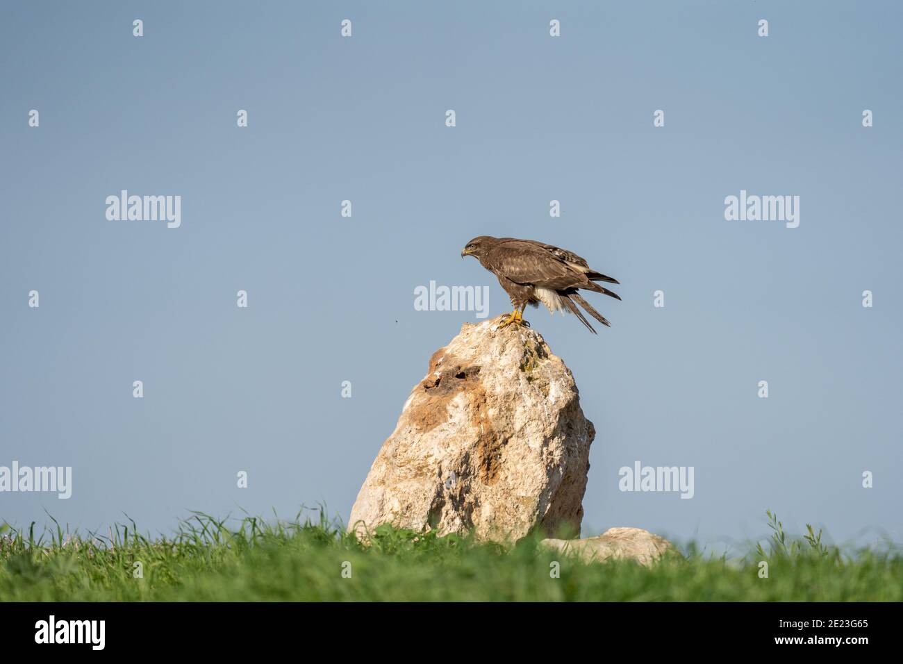 Mäusebussard (Buteo buteo) Stockfoto