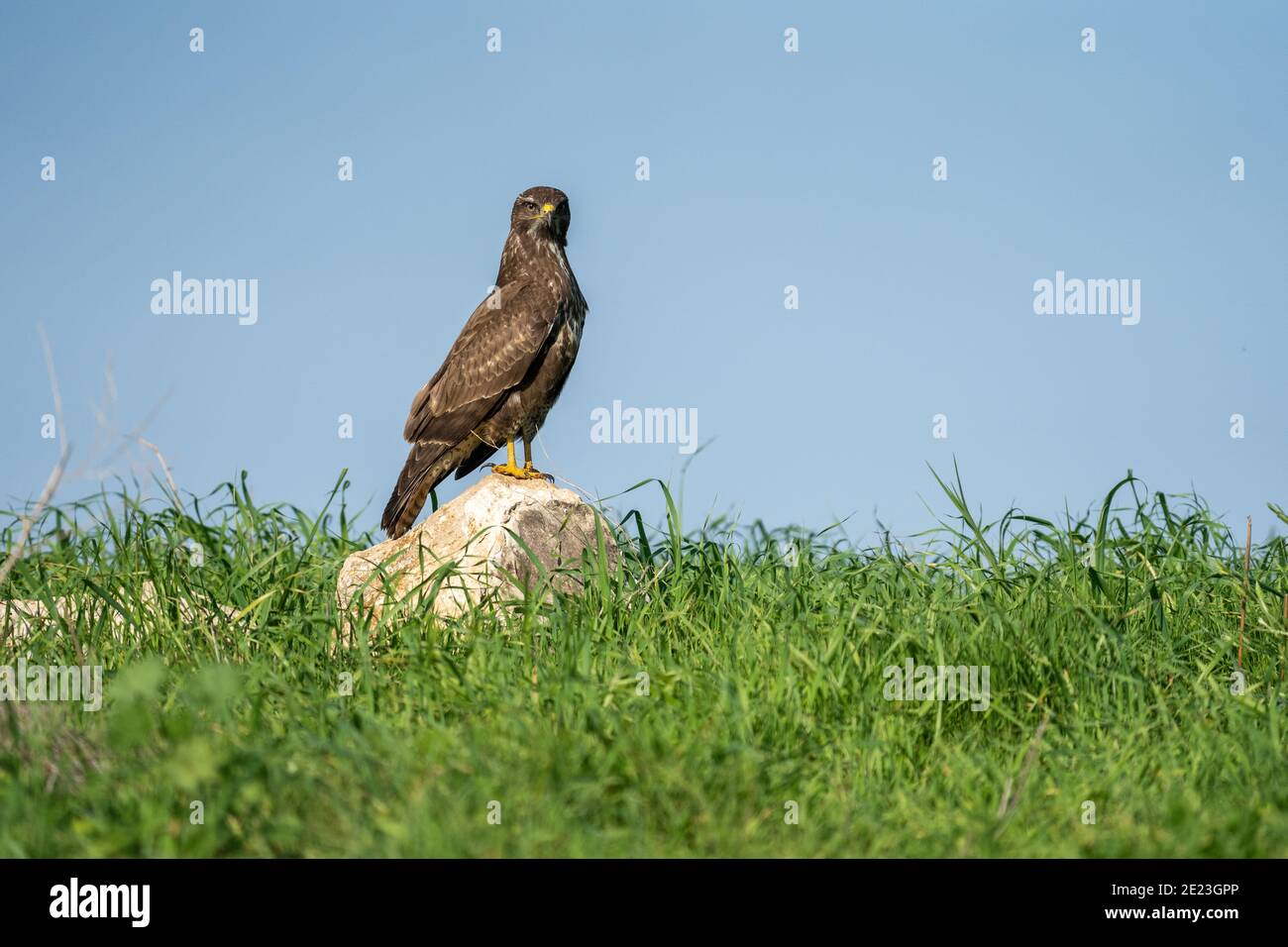 Mäusebussard (Buteo buteo) Stockfoto