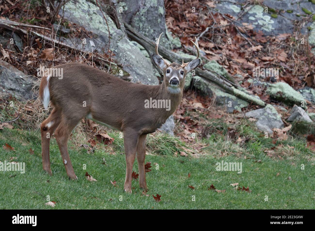 Whitetail Buck mit einem gebrochenen Geweih Stockfoto
