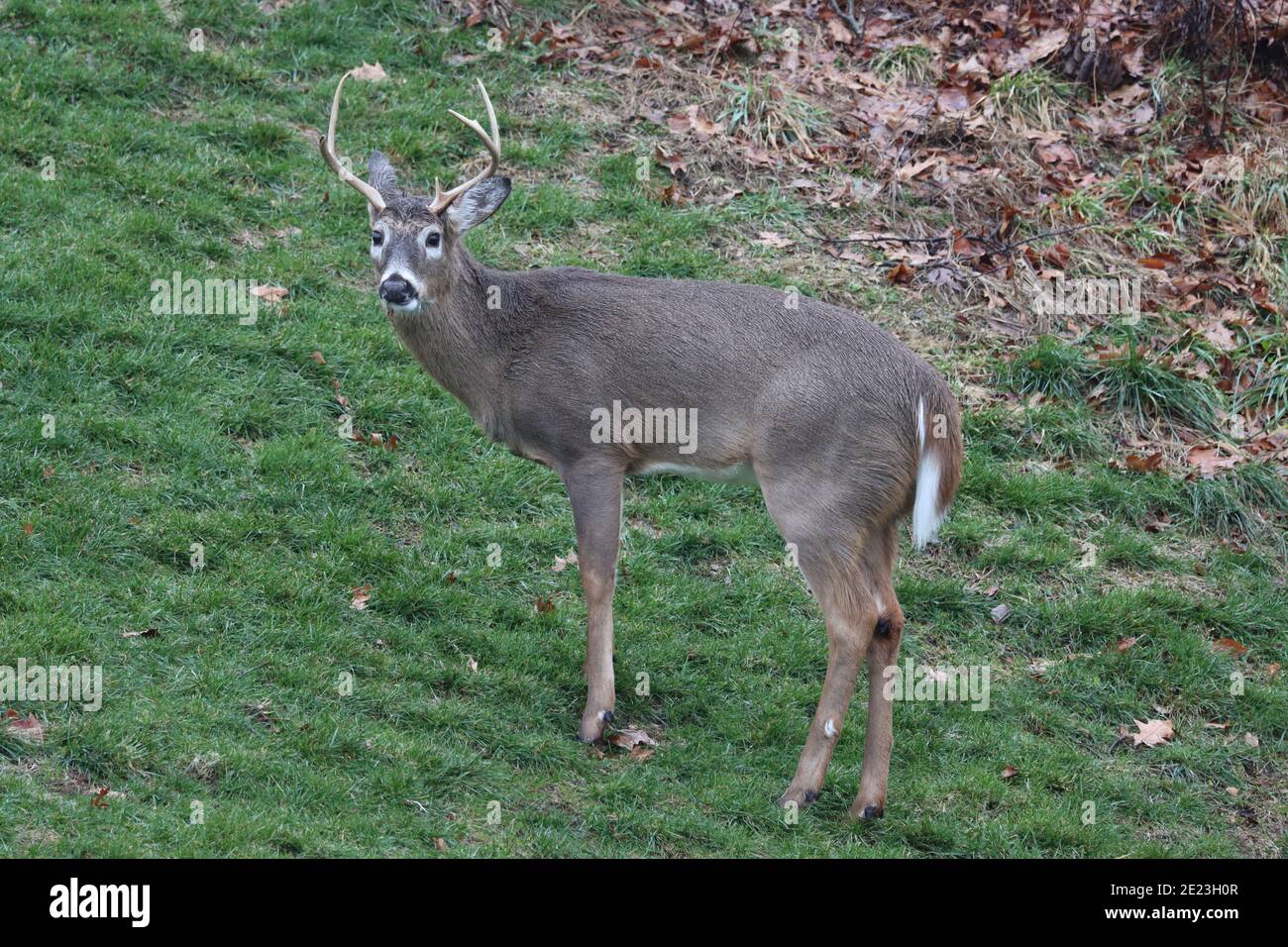 Whitetail Buck mit einem gebrochenen Geweih Stockfoto