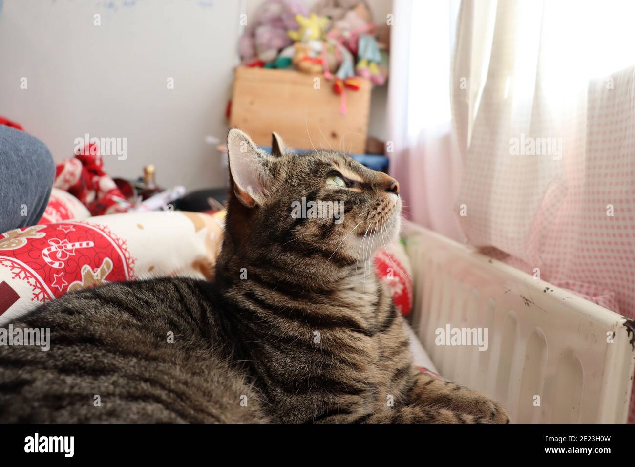 Tabby Katze auf dem Bett weg von der Kamera schauen Stockfoto