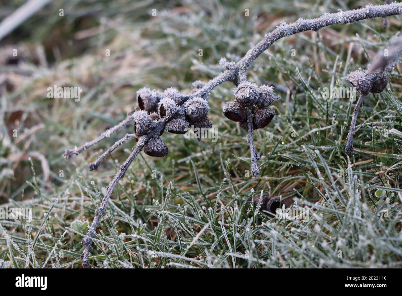 Gefallener Ast mit Eicheln, die mit Frostkristallen bedeckt sind Stockfoto