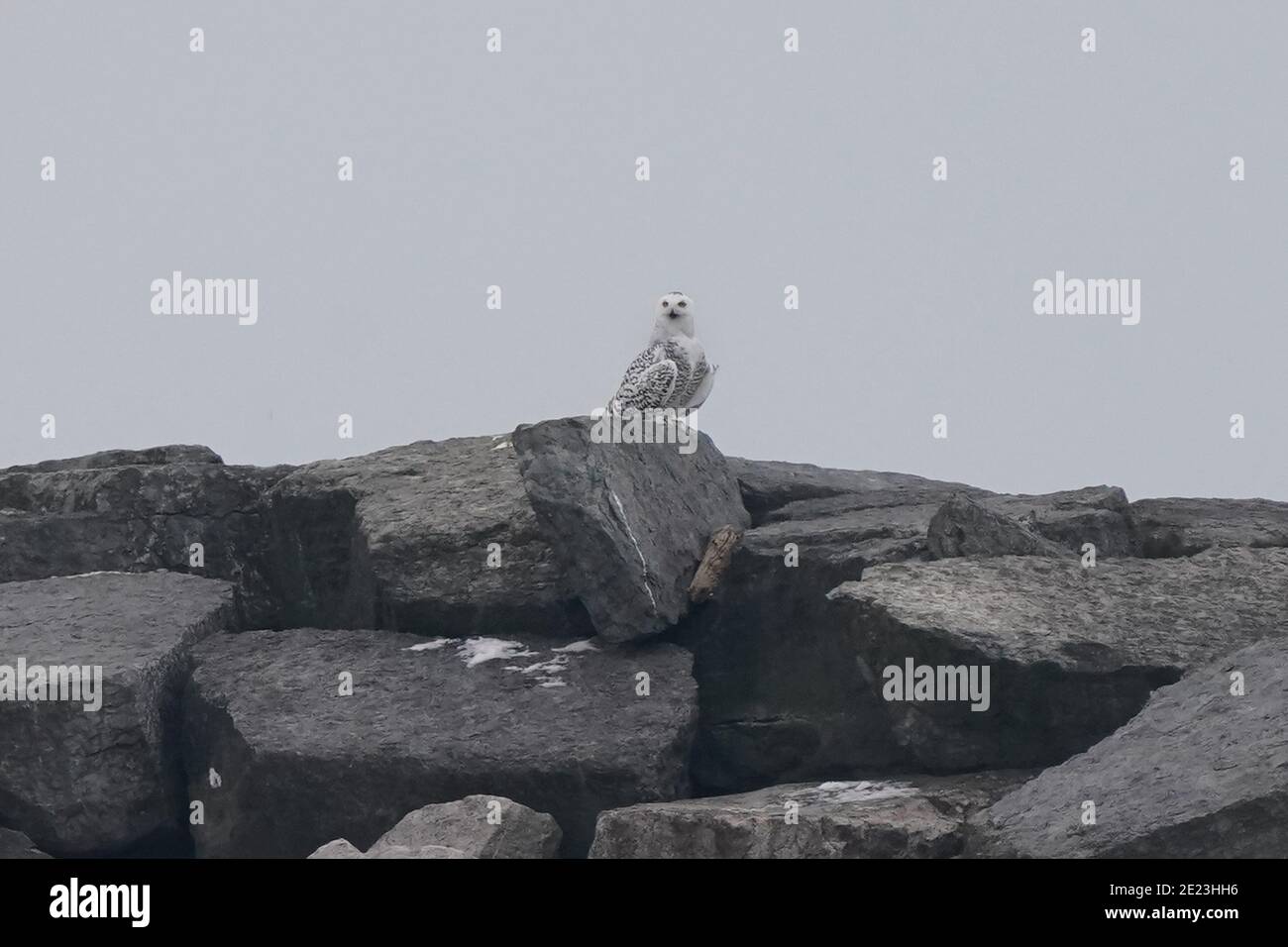 Schneeeulen im Winter fotografieren Stockfoto