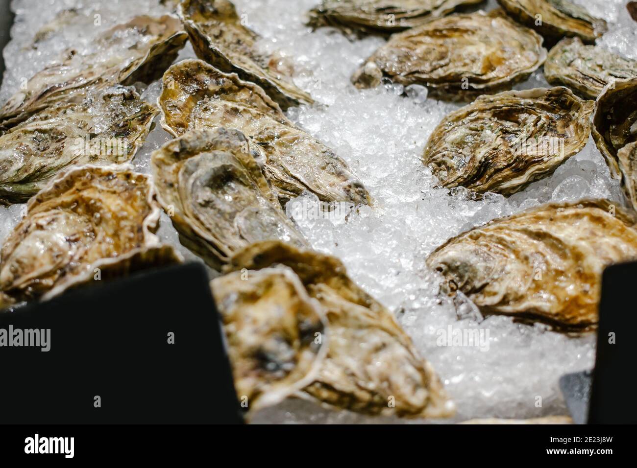 Austern liegen auf dem Ladentisch auf Eis. Austern zum Verkauf auf dem Fischmarkt. Frische Austern selektiver Fokus. Nahaufnahme. Stockfoto