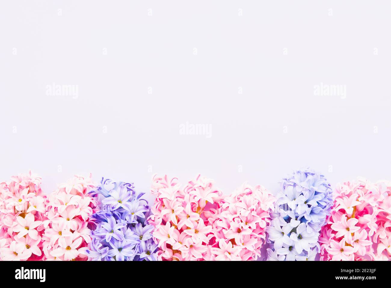 Bunte Hyazinthen Rahmen auf einem hellen Hintergrund. Draufsicht, Kopierbereich für Text Stockfoto
