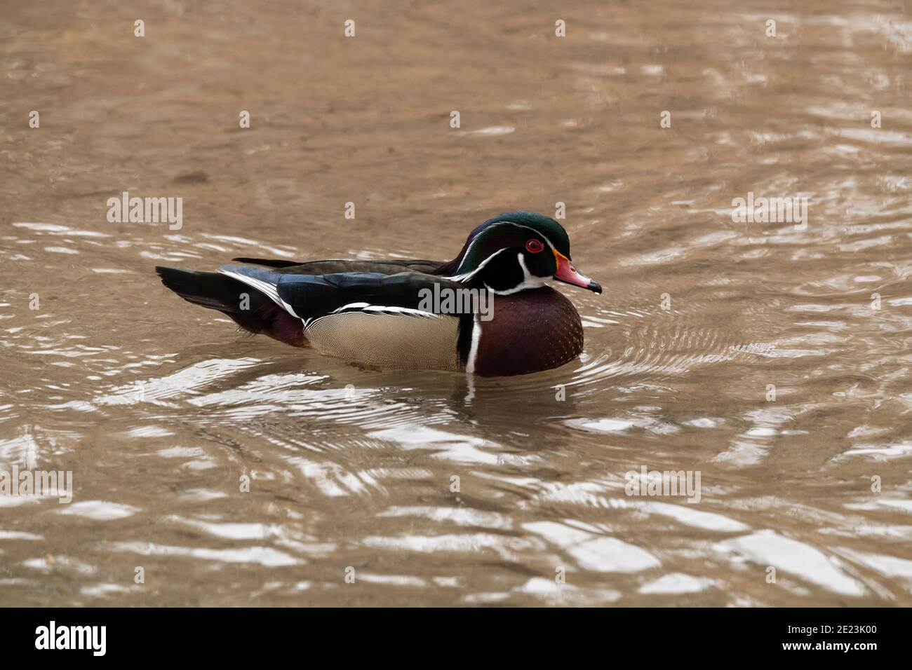 Holzenten in Utah Stockfoto