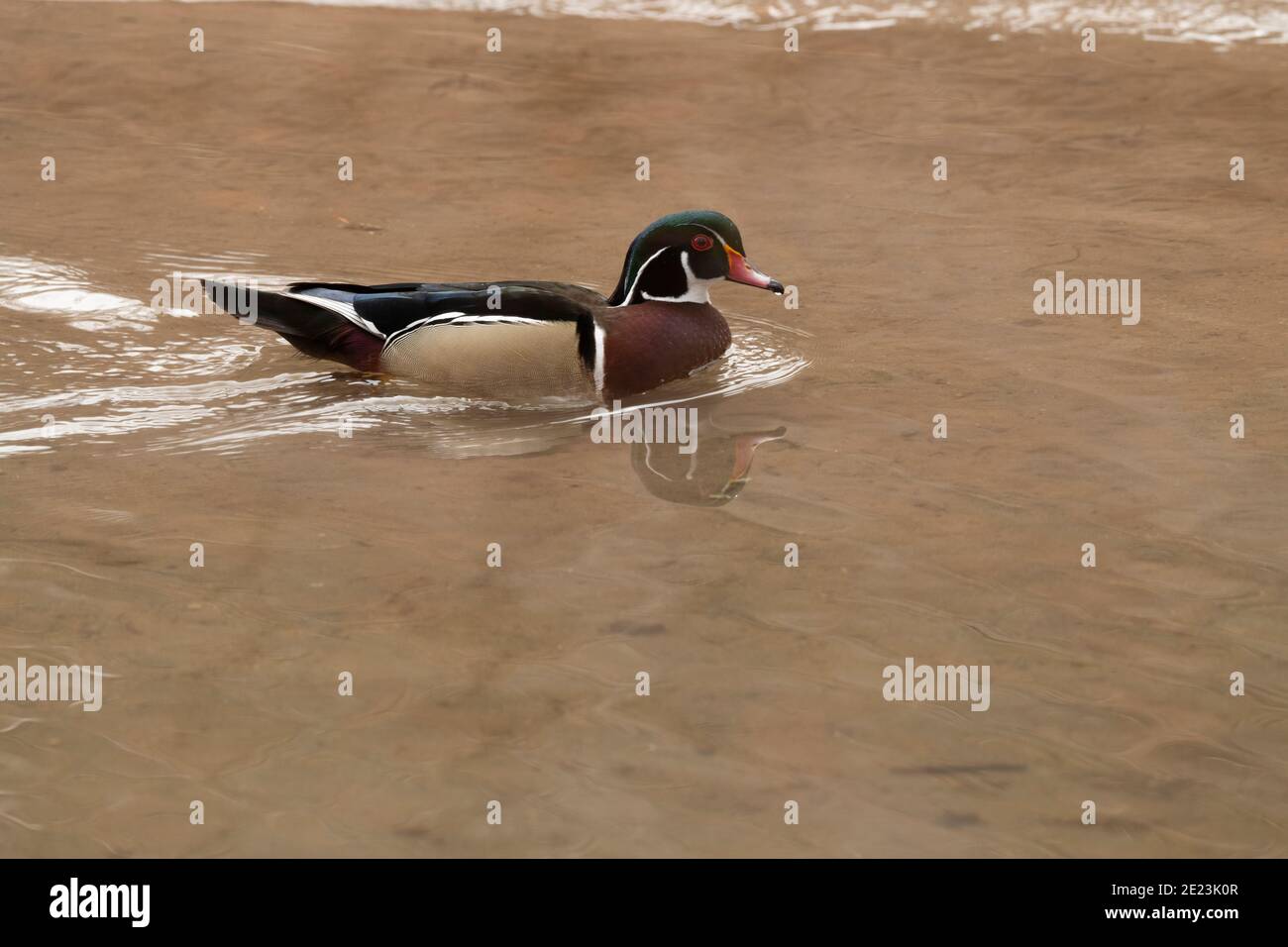 Holzenten in Utah Stockfoto