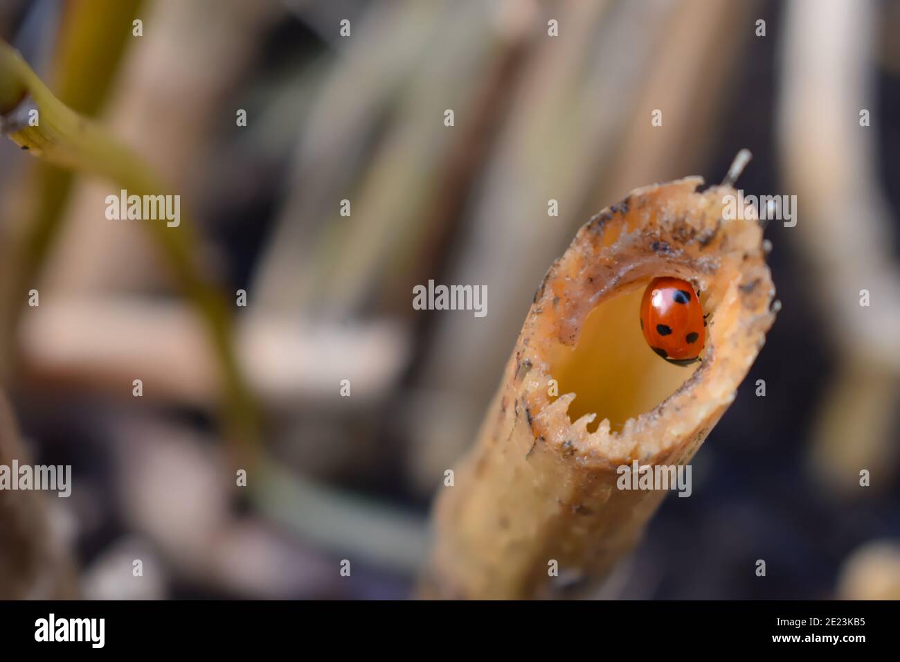 Siebenfleckiger Marienkäfer hat schwarzen Kopf und Thorax zwei weiße Flecken Jede kurze Antenne hat sechs Beine und rote Flügeldecken mit Ebenholz Runde Punkte Es ist ein häufiges Insekt Stockfoto