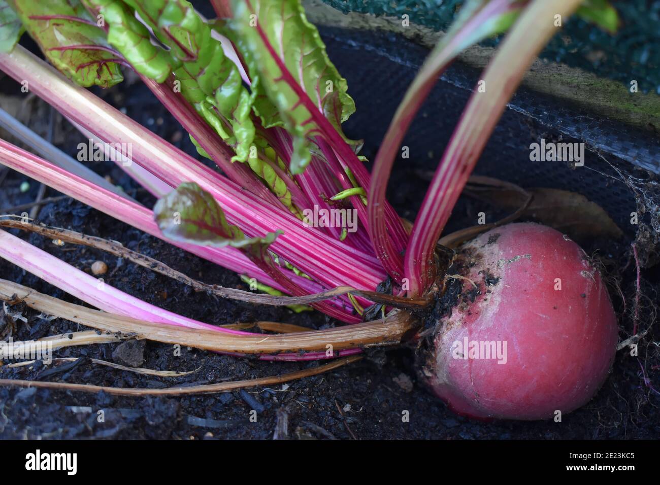 Braunviolett Stockfotos und -bilder Kaufen - Alamy